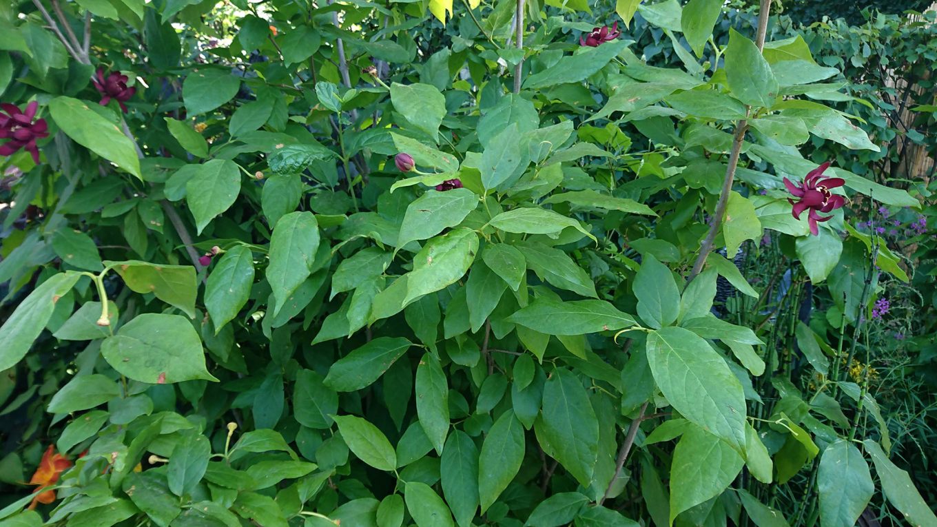 Why Carolina allspice loves beetles - Sally Morgan - Living on one acre ...